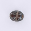 Perle Indienne "Olive"
